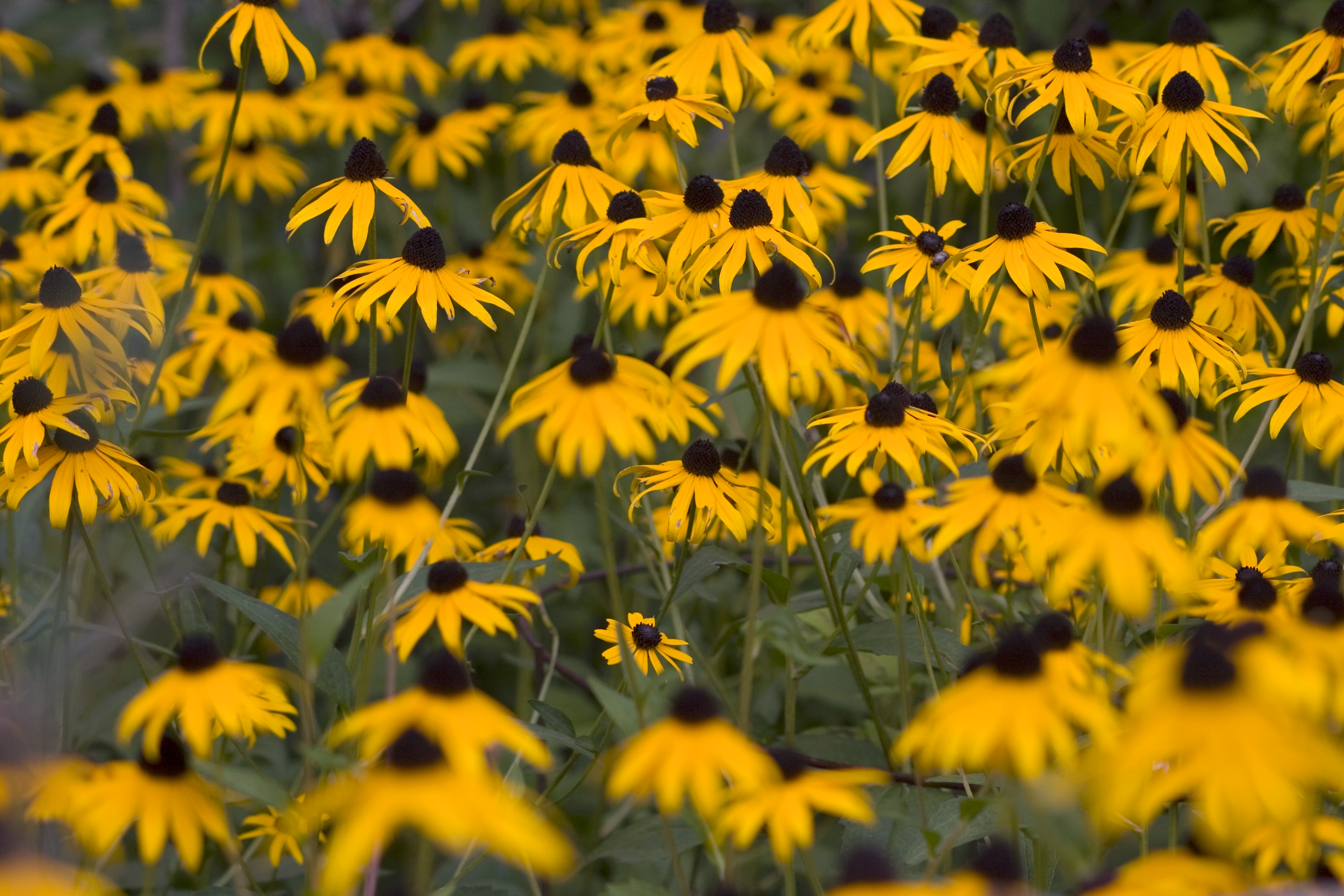 a field of flowers